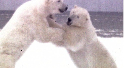 Orientation Polar Bears