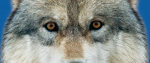 A wolfs eyes looking straight to camera.