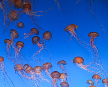 Copper-colored jellyfish bob serenely beneath deep azure water. 
