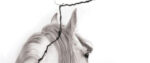 The mane of a white horse is seen from behind. Superimposed on the whole image, a large dark crack splits the a jagged vertical line.