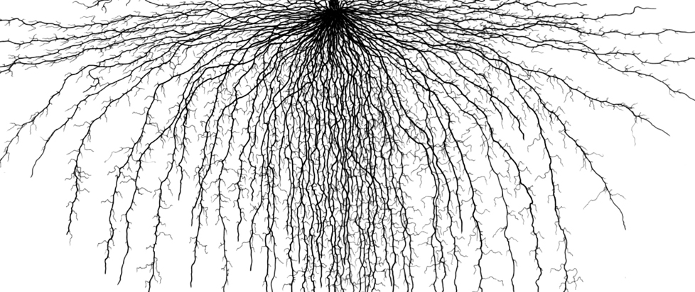 A striking black and white image of spreading plant roots.
