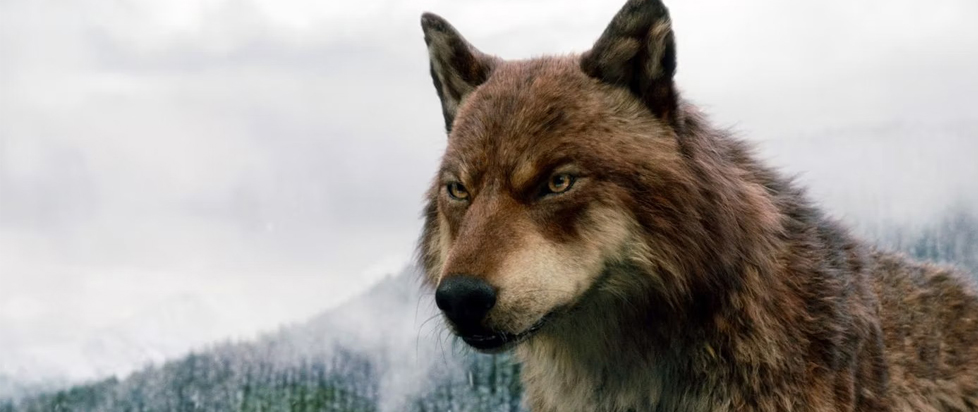 A shot of Jacob in wolf form from the movie Twilight.