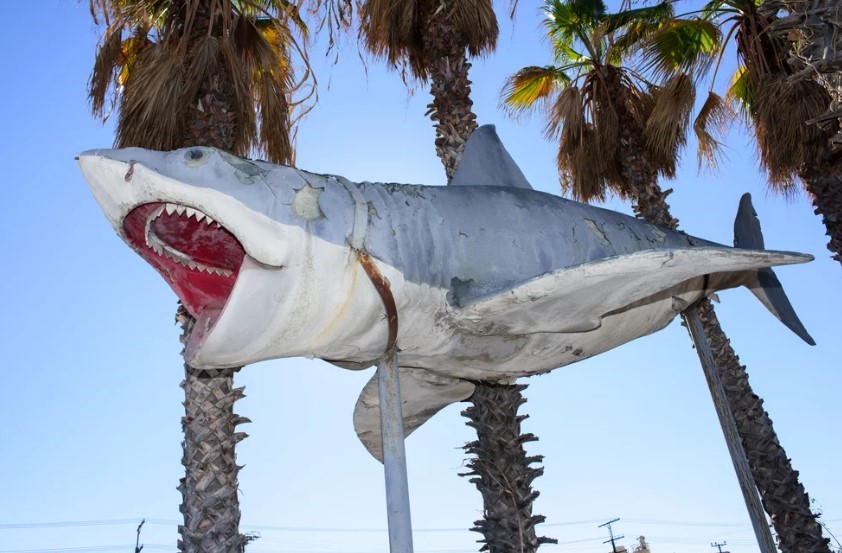 The mechanical shark from Jaws known as "Bruce" in Sam Adlen’s junkyard, raised on a metal pole in front of several tall palm trees.
