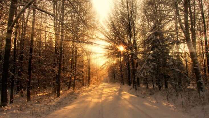 A photograph of late-afternoon sun breaking through the trees of a forest in winter.