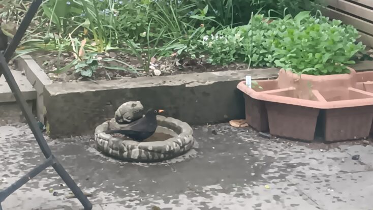 A photograph of a blackbird bathing in a stone birdbath in an urban backyard.