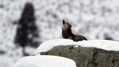 A photograph of a wolf in the mountains atop a snowy rock with its head tilted up in a majestic howl