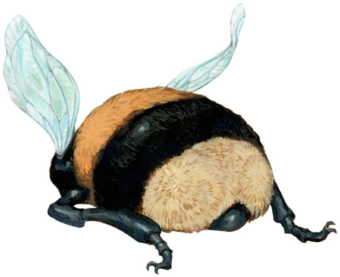 A large fuzzy bumblebee shows off its round rump.