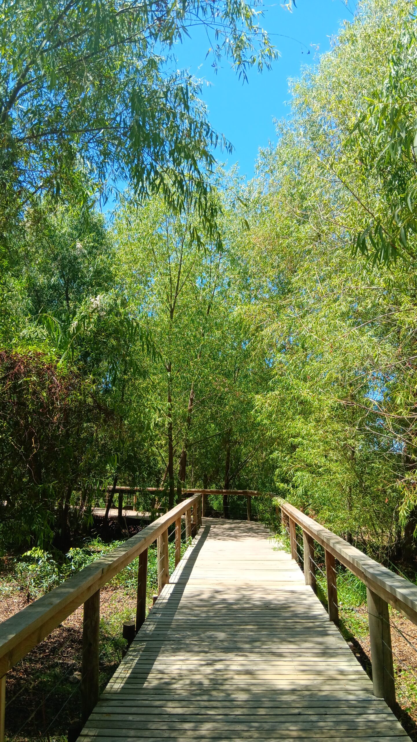 A wooden walkway leads into an Argentinian forest beneath a clear blue sky.