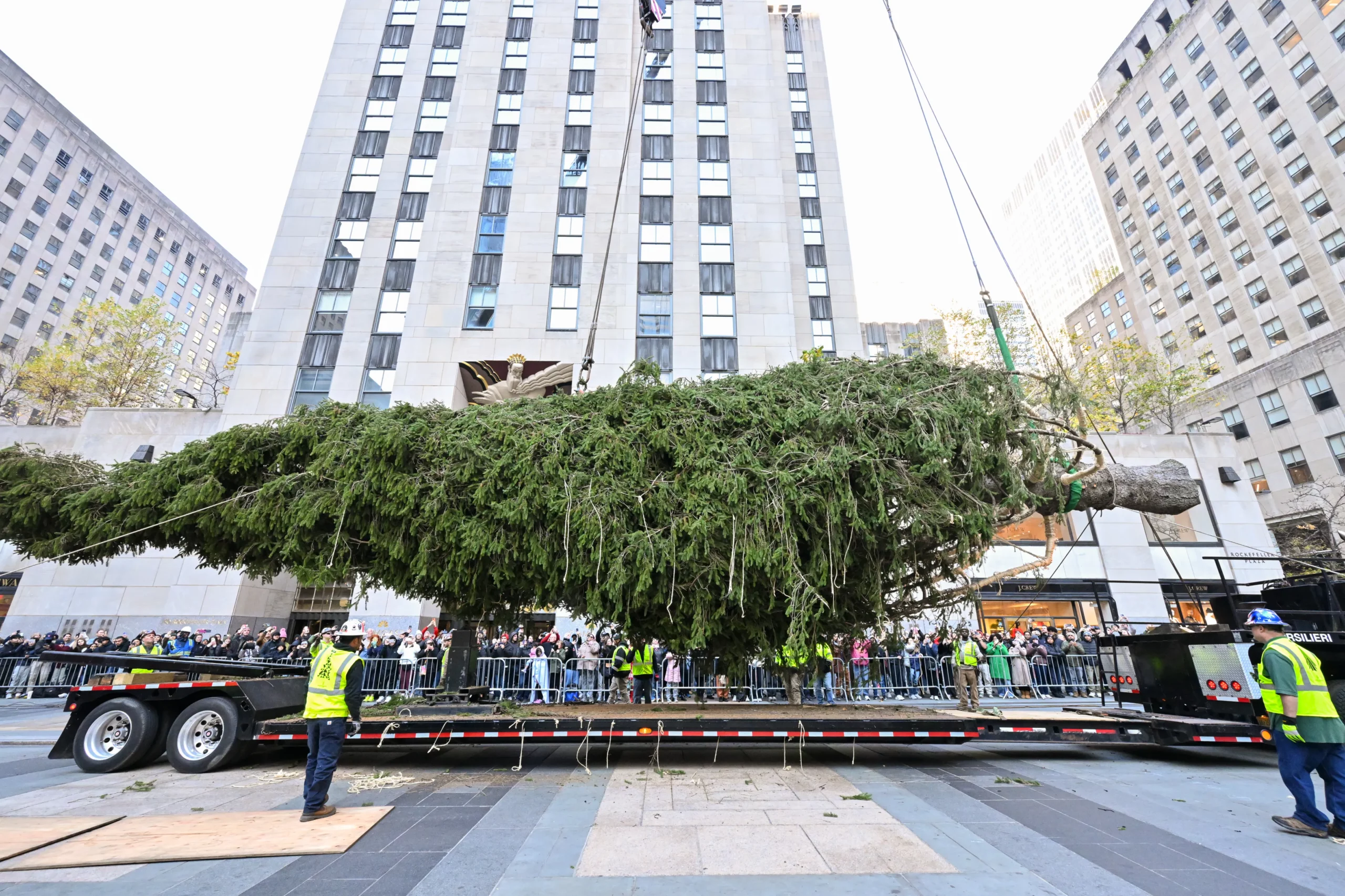 The naked Rockefeller Christmas tree is tied down to a long trailer as a man in a high-vis vest directs traffic around it.