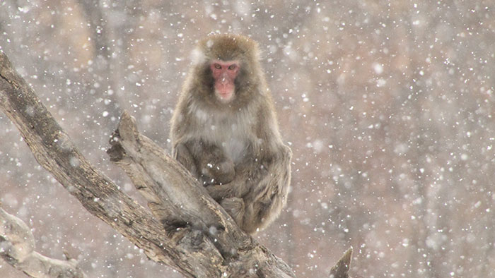 A Japanese macaque sits on a tree branch as snow falls softly around it.