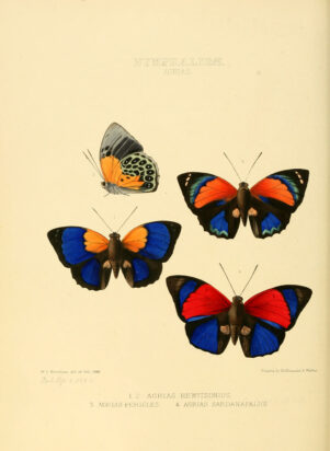 An illustrated plate from an encyclopedia shows four butterflies, each of their wings featuring blue as a predominant color.