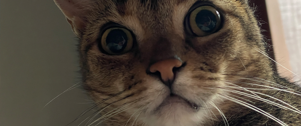 An extreme close-up of an adorable tabby cat with a look of wide-eyed surprise on its face.