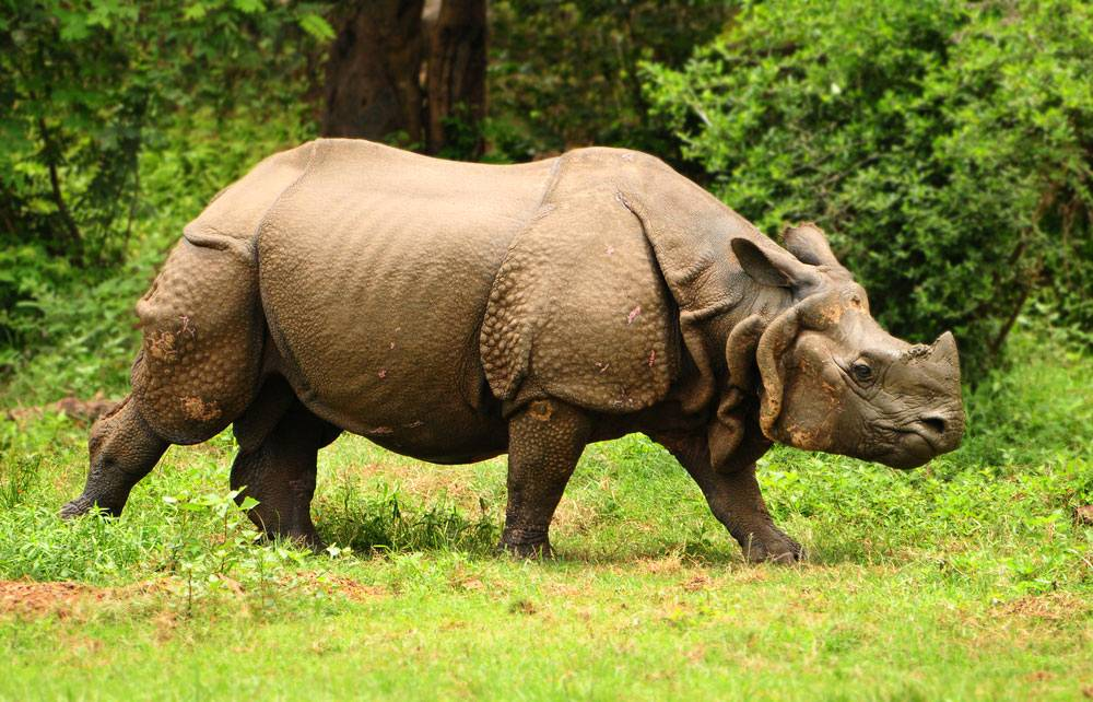 A photograph of the Indian rhinoceros, or Rhinoceros unicornis, seen from the side, a magnificent example of its kind.